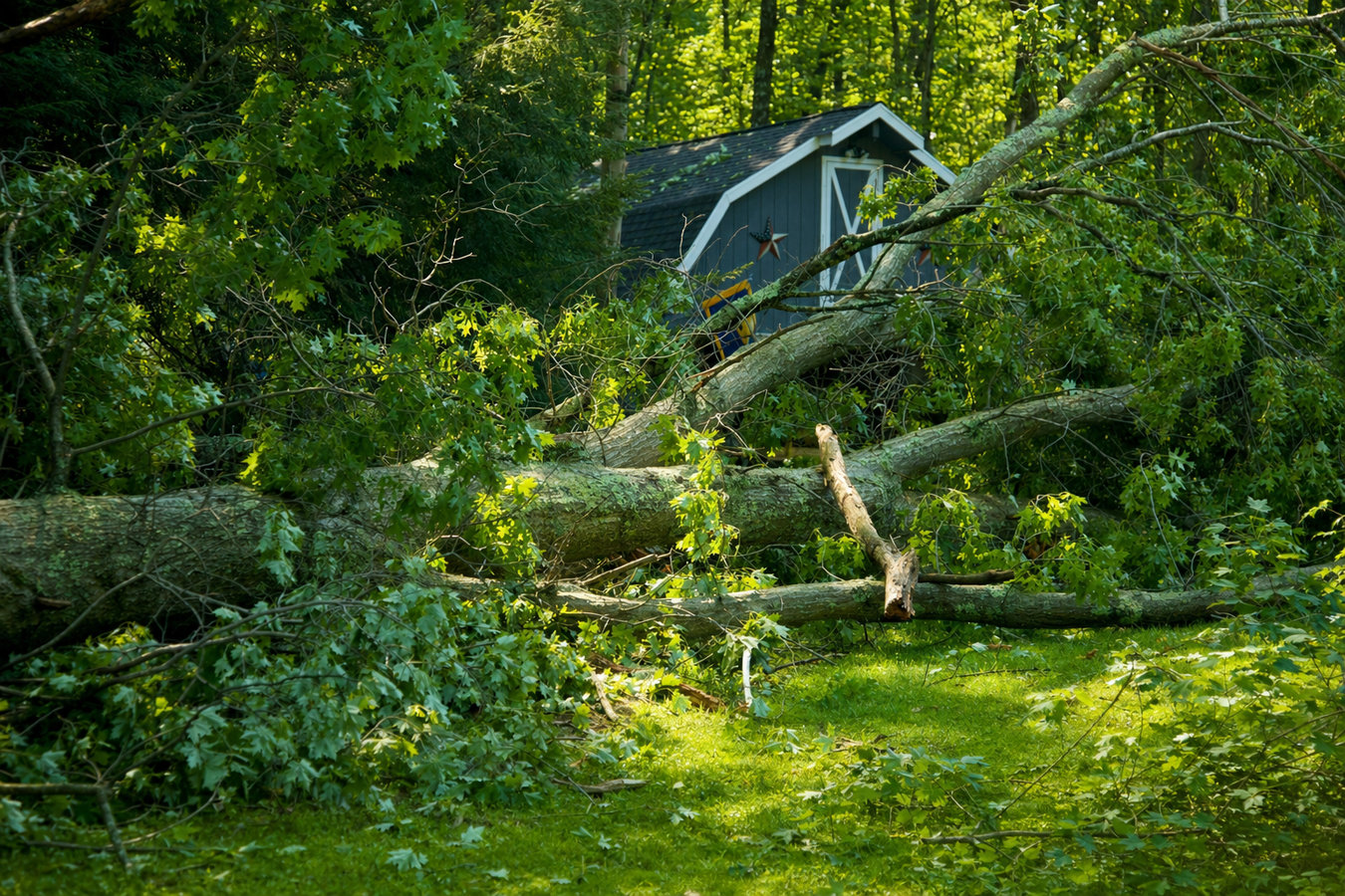 Emergency tree service