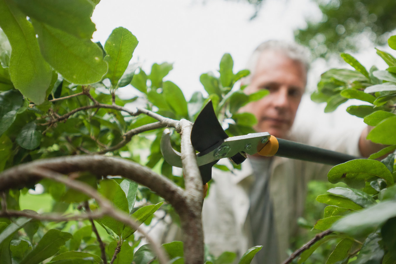 Tree pruning